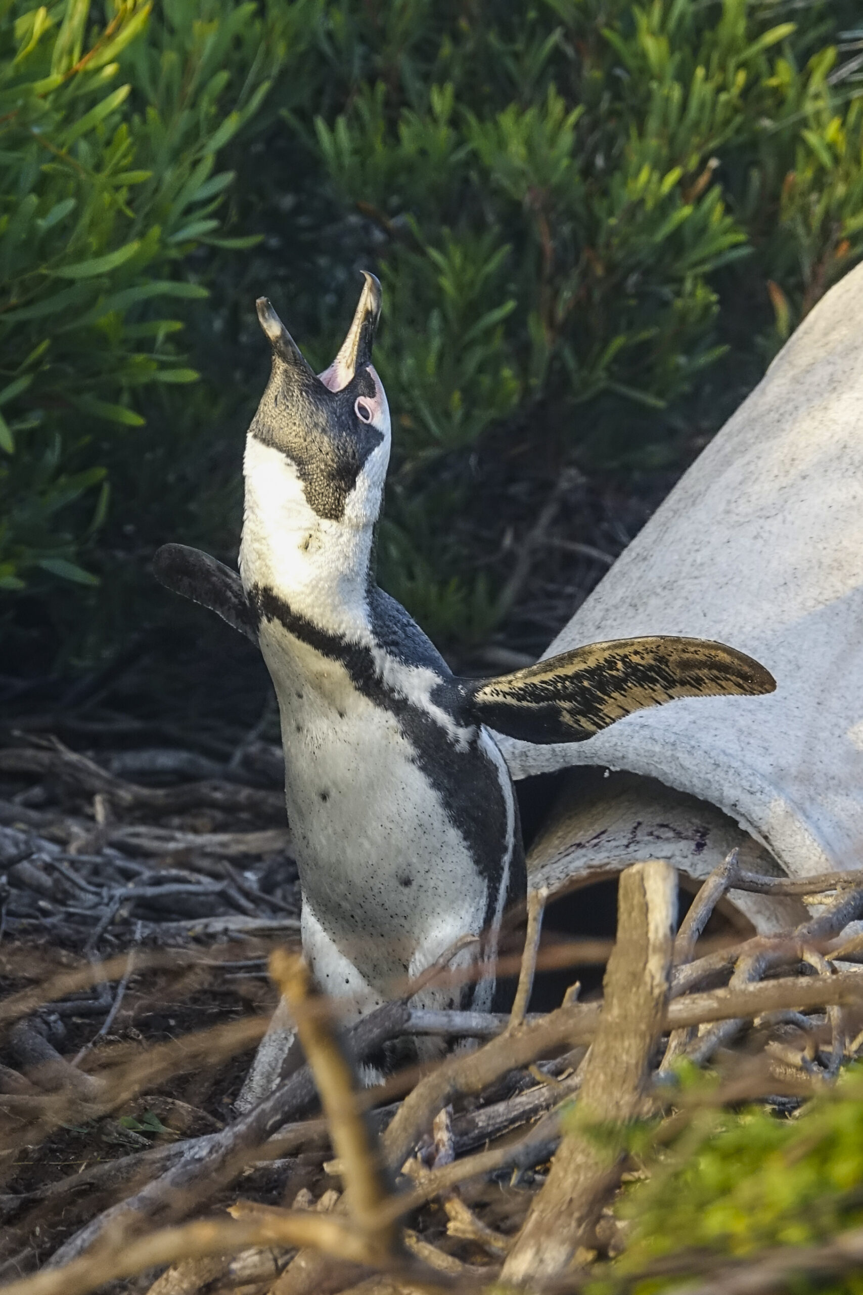 Pinguini africani timbro della voce