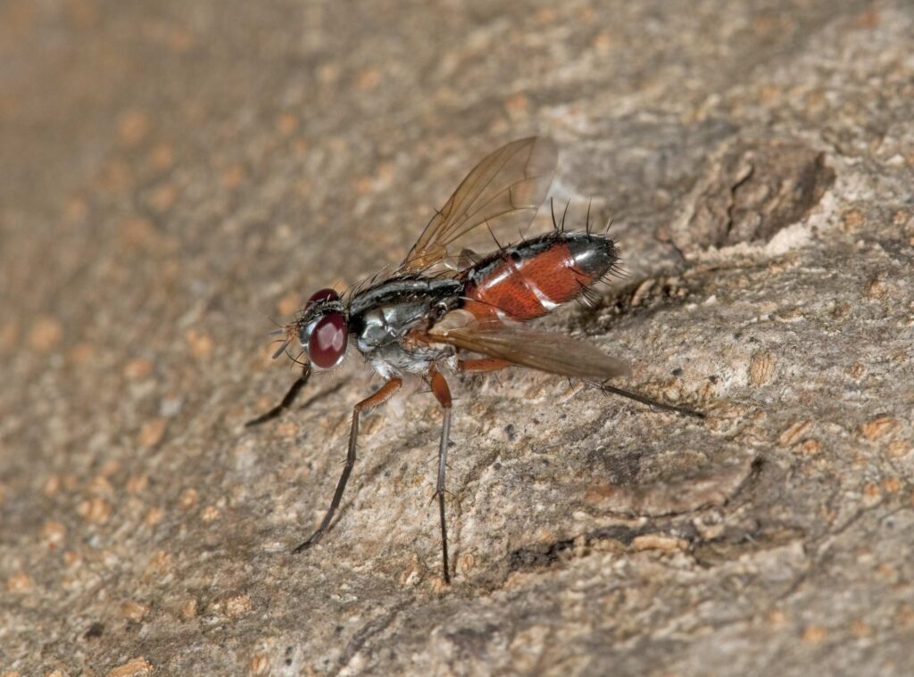 Mintho compressa è una mosca della famiglia tachinidi. I tachinidi hanno uno stile di vita parassitoide: allo stadio larvale sono endoparassiti di altri insetti, da adulti invece sono a vita libera e si nutrono di nettare ed altre essenze vegetali. 