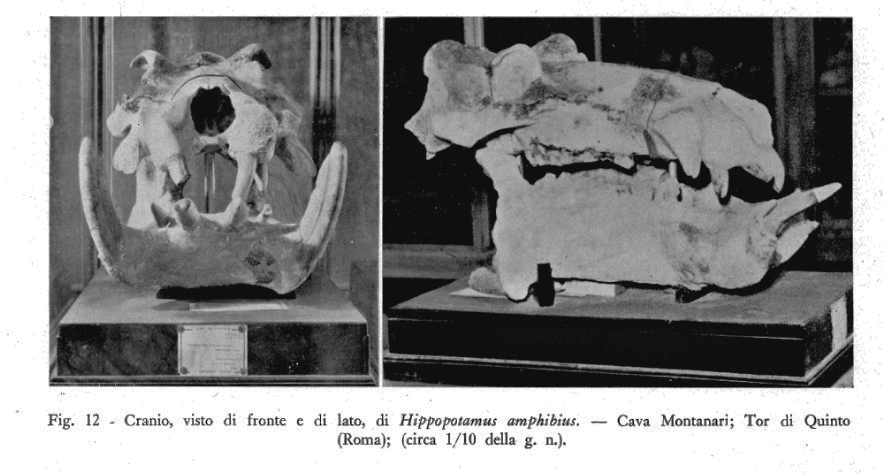 Roma ippopotami