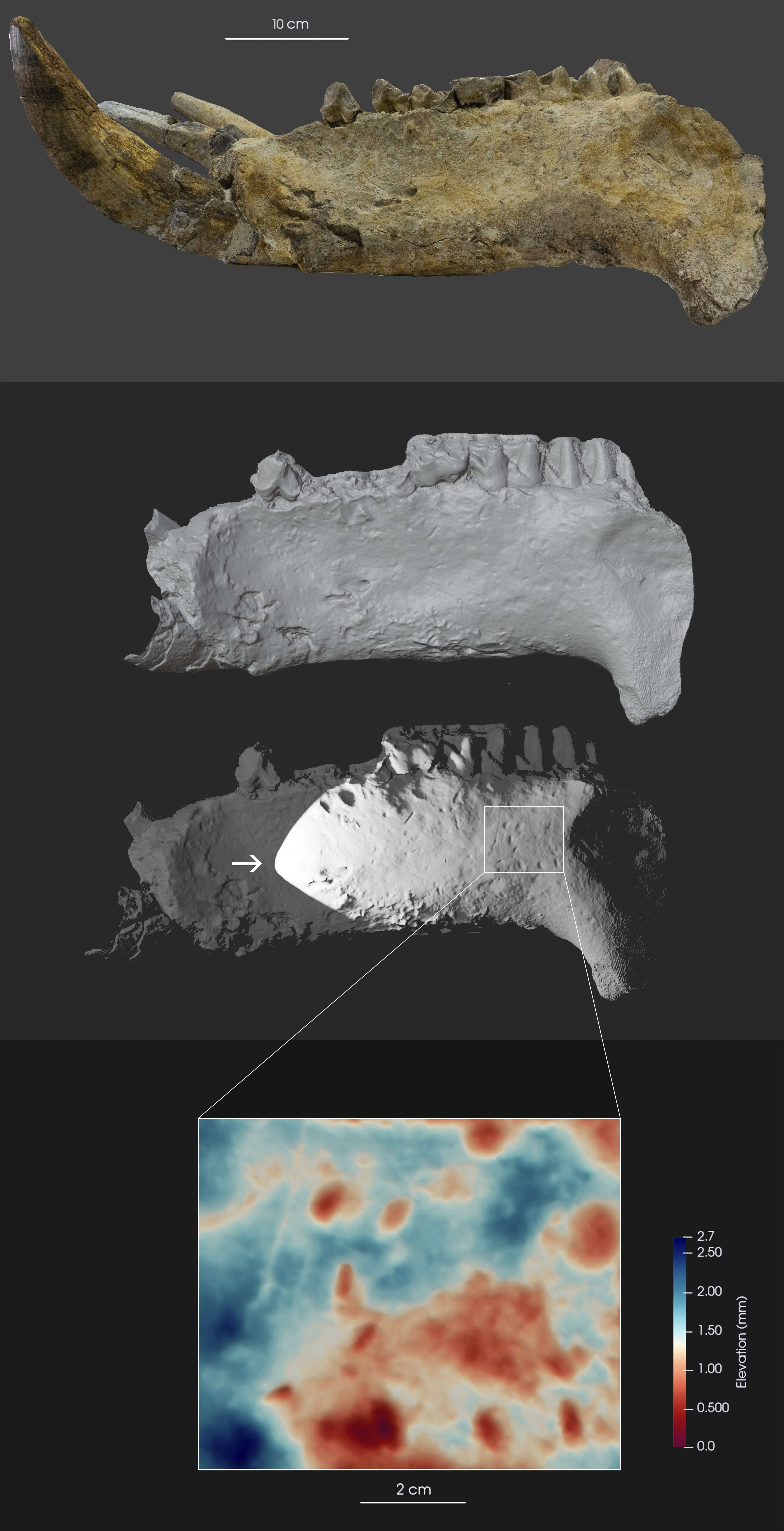 modello 3D della emimandibola sinistra di Hippopotamus amphibius da Cava Montanari (A-C) e la mappa di profondità (D). Legenda della mappa di profondità: blu è la superficie dell'osso e rosso è dove i ciotoli sono andati contro l'osso formando depressioni nella superficie