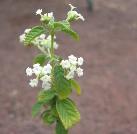 Lippia graveolens, origano messicano
