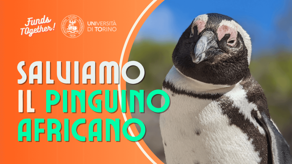 Copertina Salviamo il Pinguino Africano canto pinguini africani
