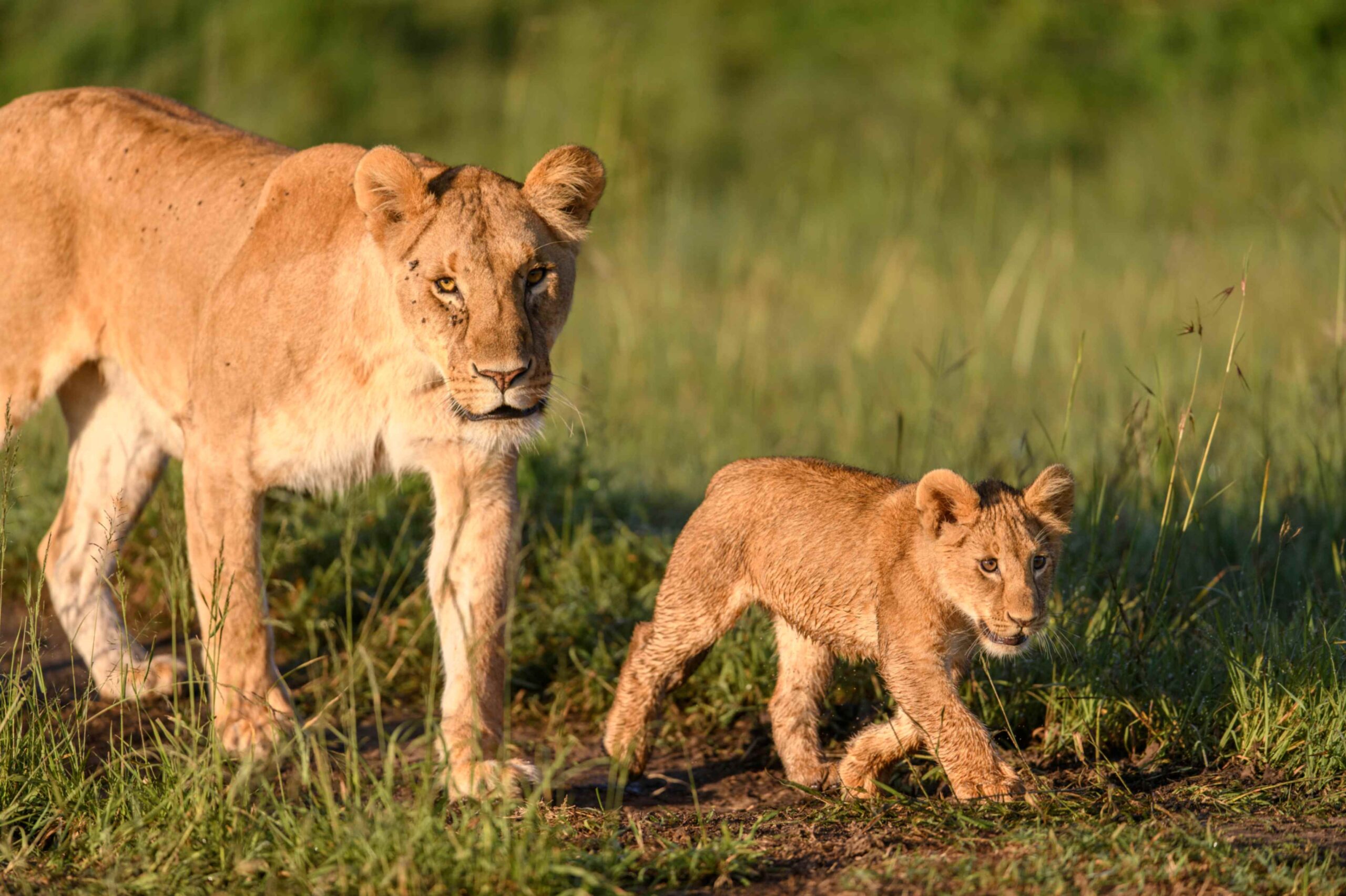 Queens: le regine della natura, la docu-serie