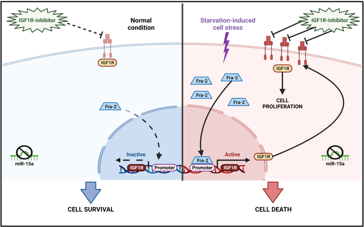Identificato il meccanismo che consente alle cellule del tumore al pancreas di sopravvivere e proliferare in assenza di nutrienti 