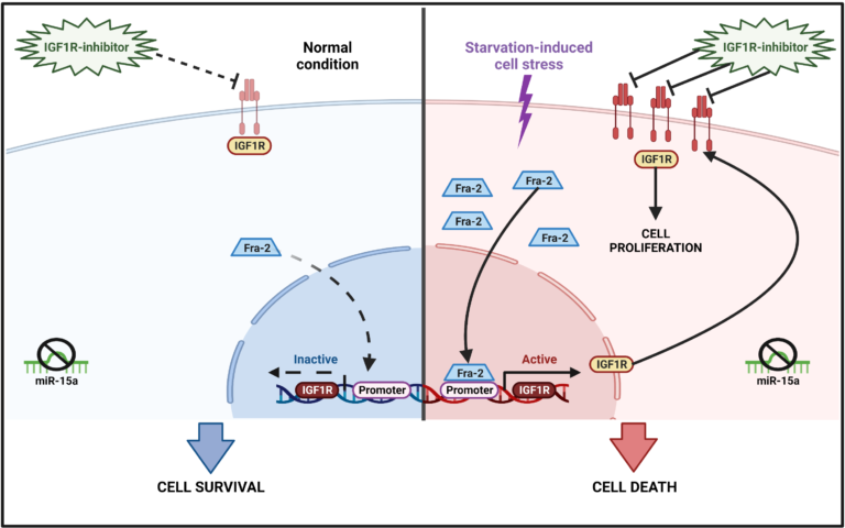 Identificato il meccanismo che consente alle cellule del tumore al pancreas di sopravvivere e proliferare in assenza di nutrienti 