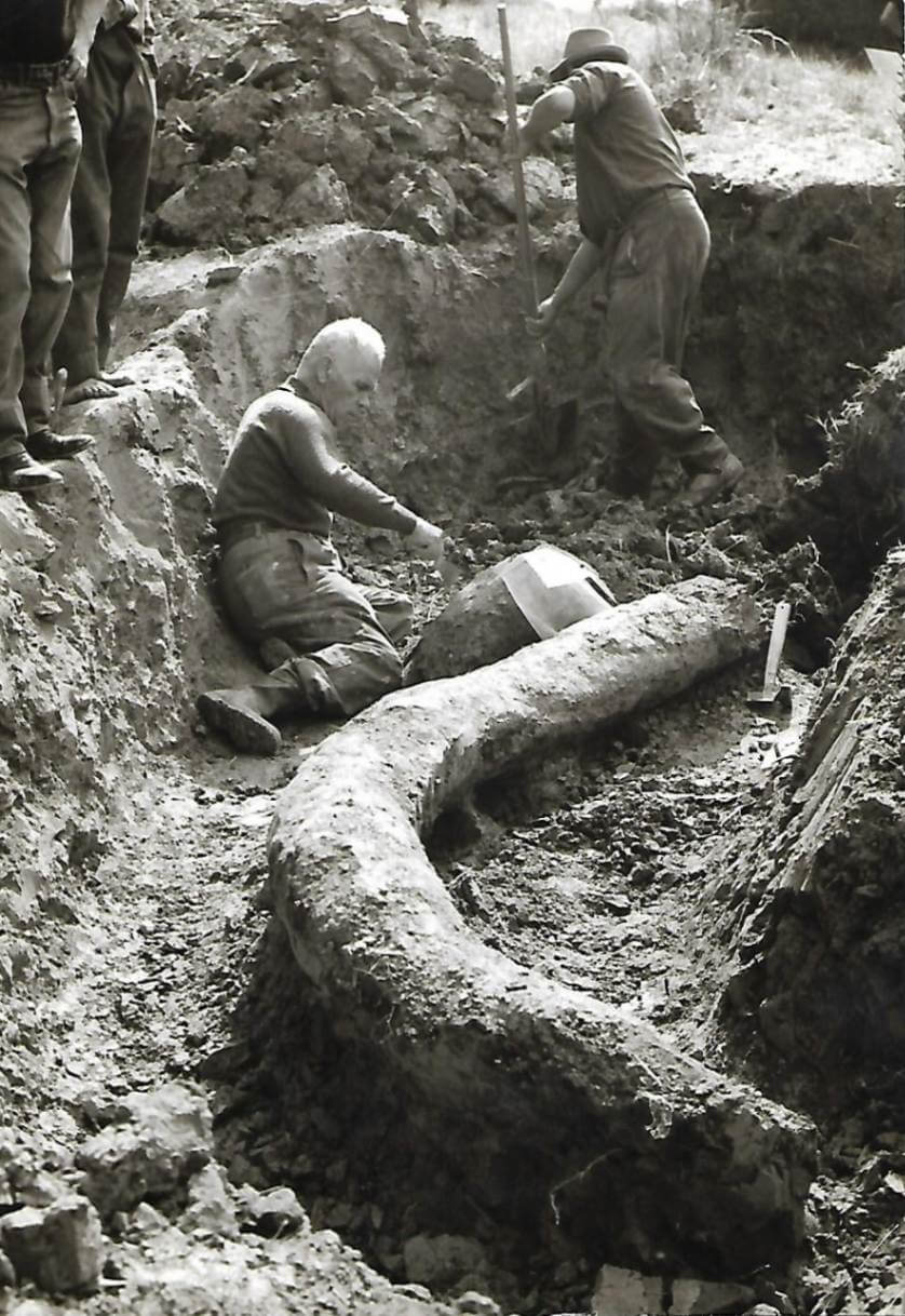 70° anniversario dal ritrovamento dello scheletro fossile del Mammut a L'Aquila