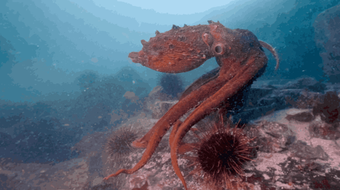 I segreti del polpo, di James Cameron