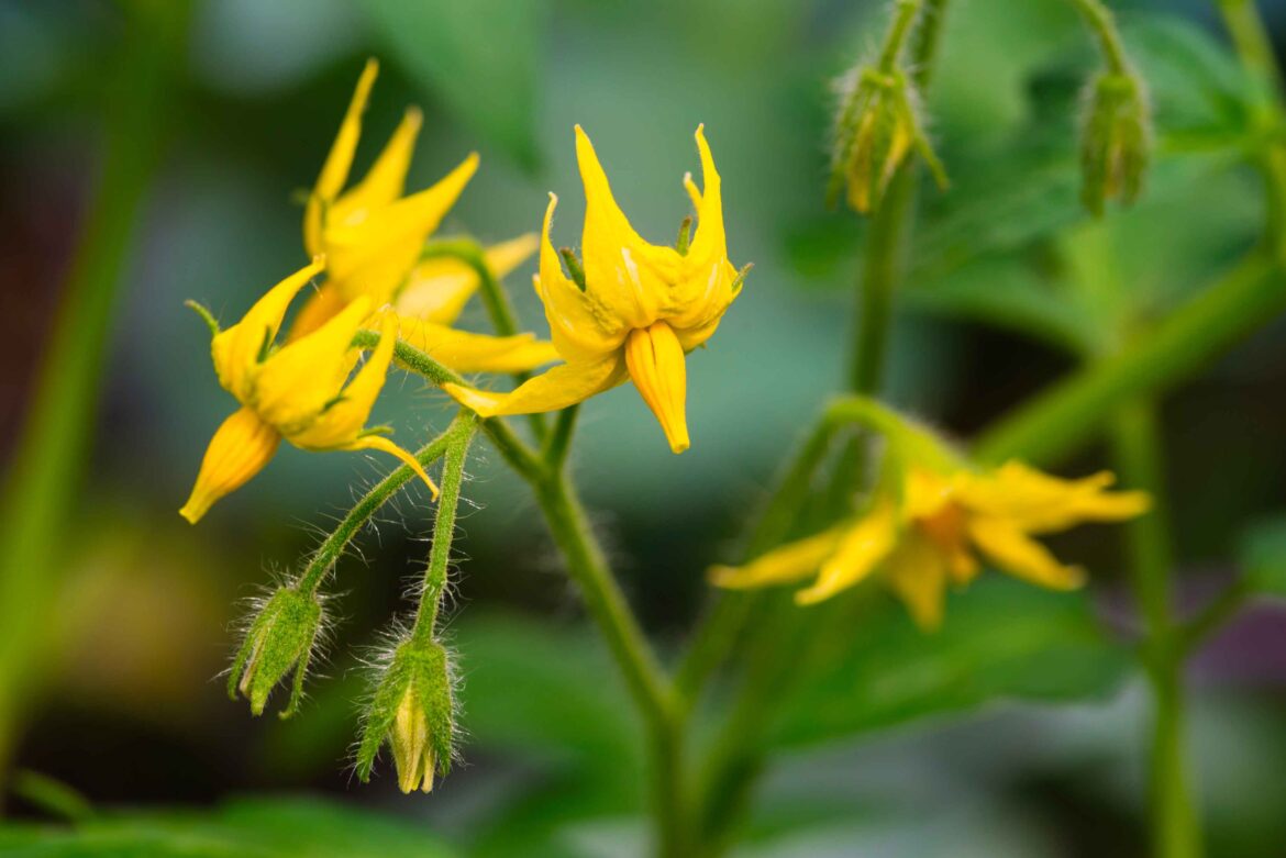 strigolattoni fioritura fiori pomodoro