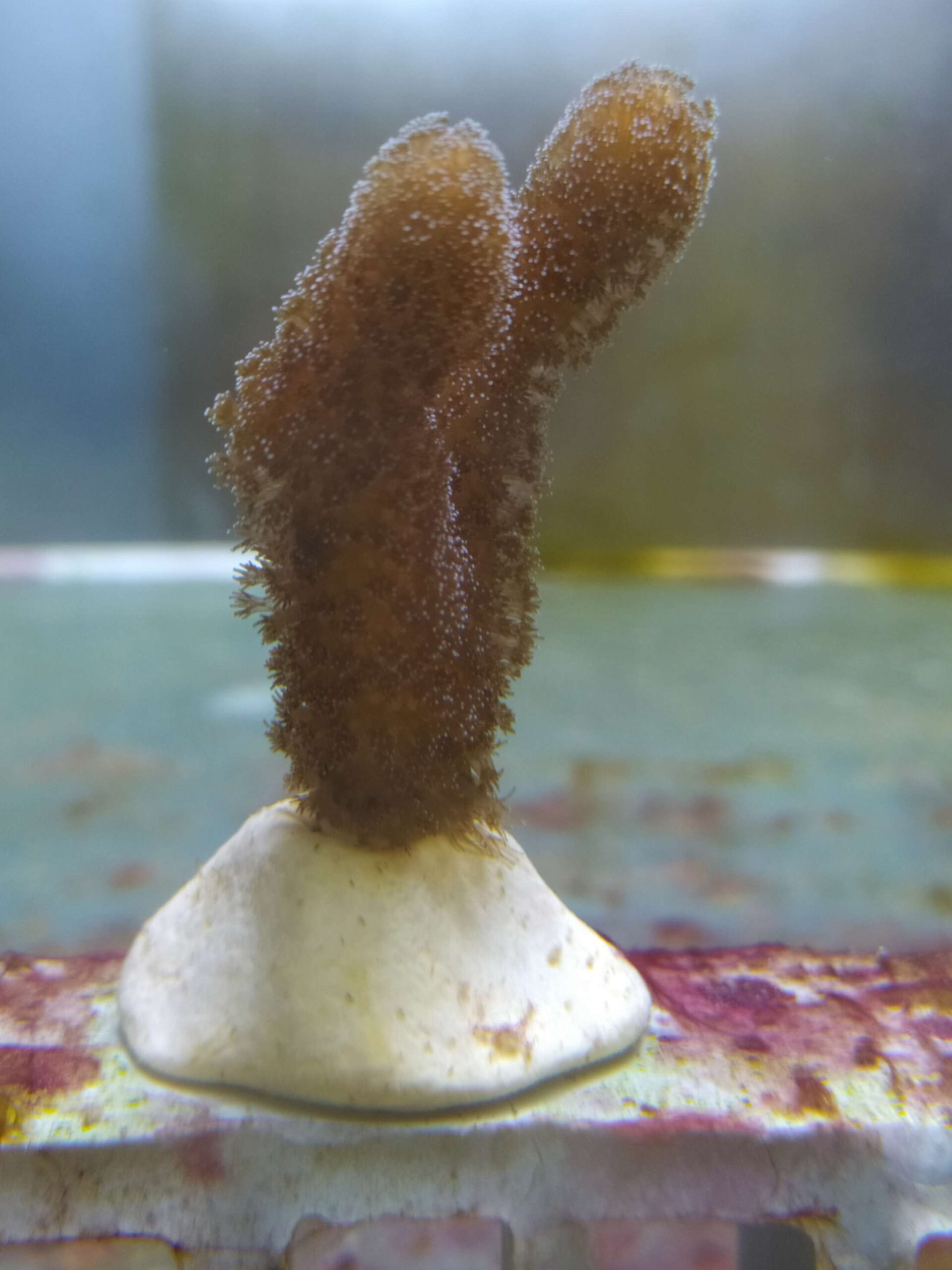 Corallo con materiale biodegradabile, esperimento all'Acquario di Genova