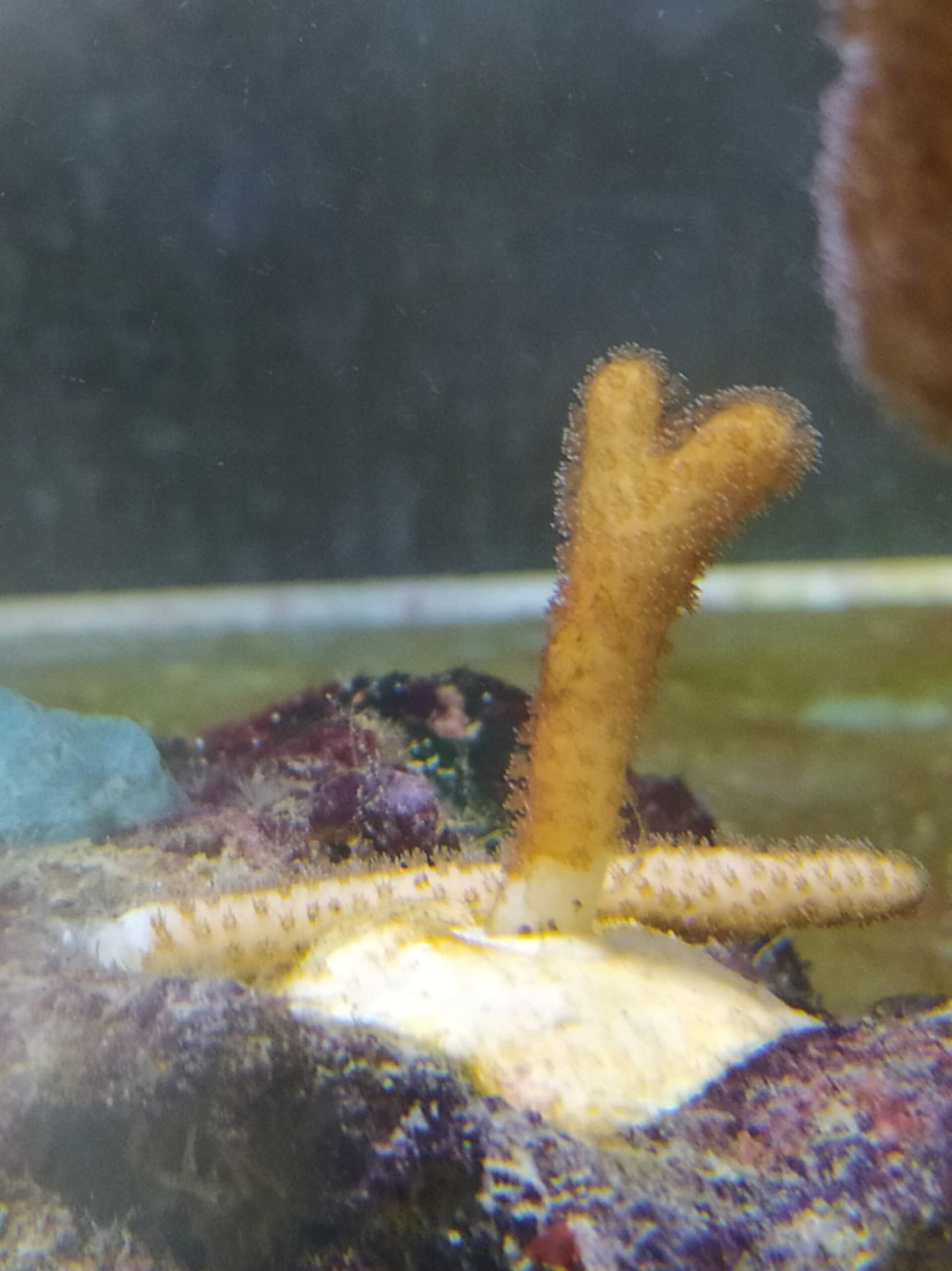 Piccolo corallo con nuovo materiale biodegradabile all'Acquario di Genova