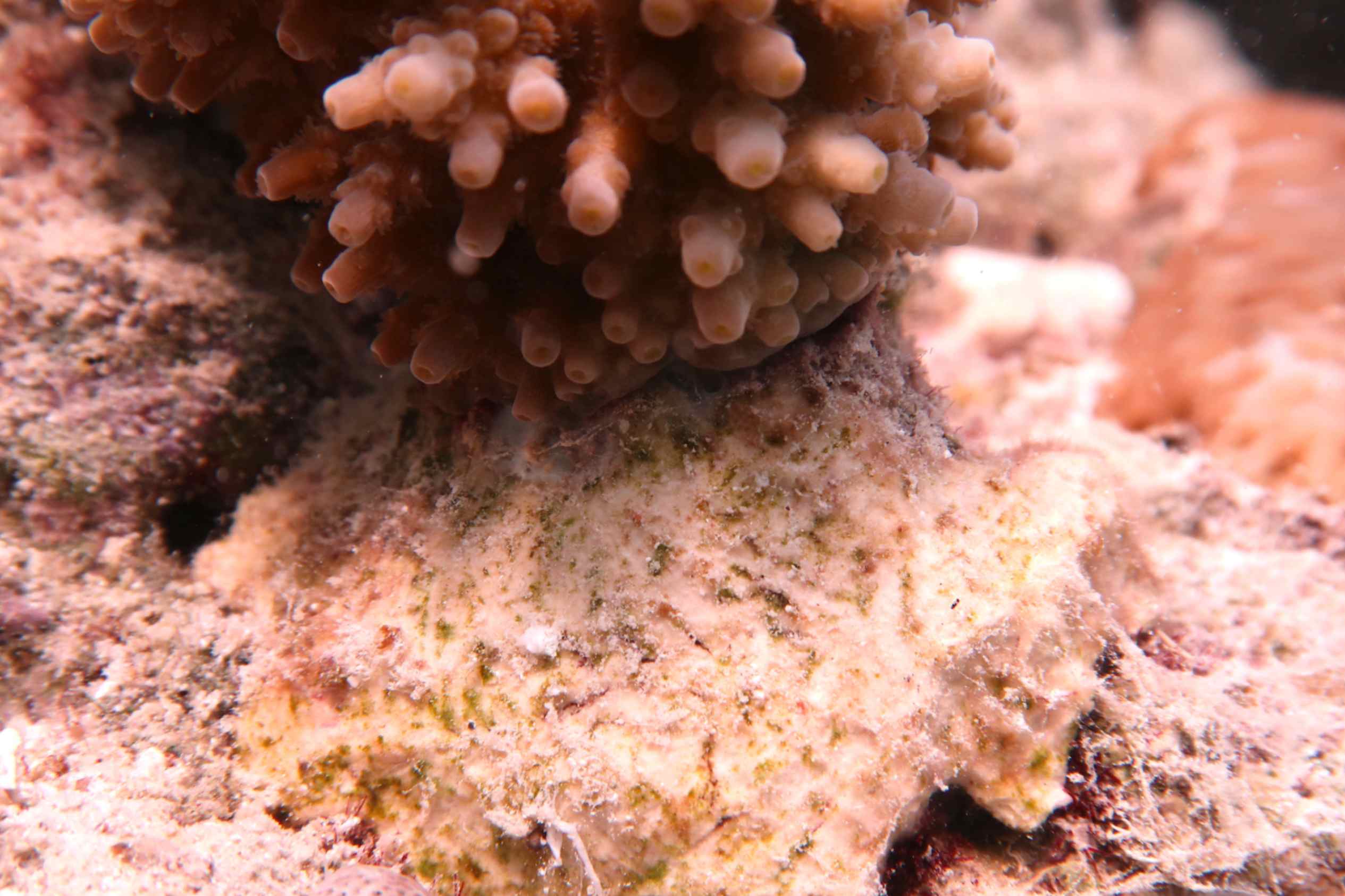 Il materiale naturale provato alle Maldive