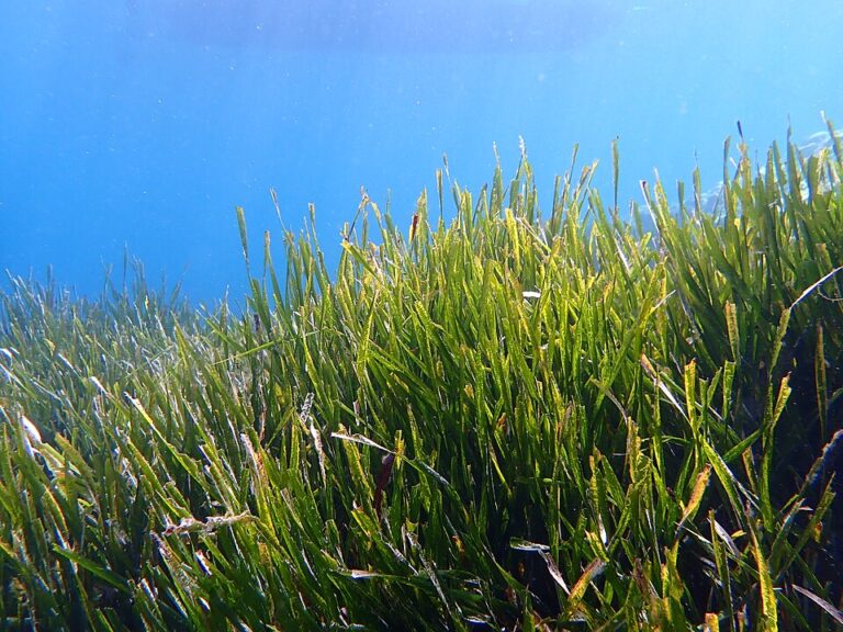 Posidonia oceanica estinzione alghe riscaldamento globale