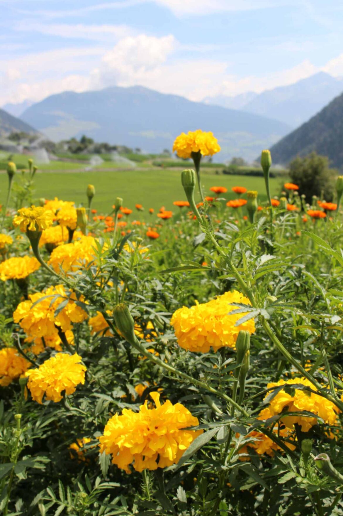 progetto NETTLE alcune delle piante analizzate