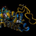 Il modello tridimensionale della catena beta dell’emoglobina Monza (in oro), ricostruito utilizzando l’intelligenza artificiale (AlphaFold), è stato sovrapposto alla catena beta di un’emoglobina normale (in blu). Si può notare come la struttura generale sia preservata, fatta eccezione per la duplicazione genetica che sporge chiaramente al di fuori della proteina (in alto a destra)