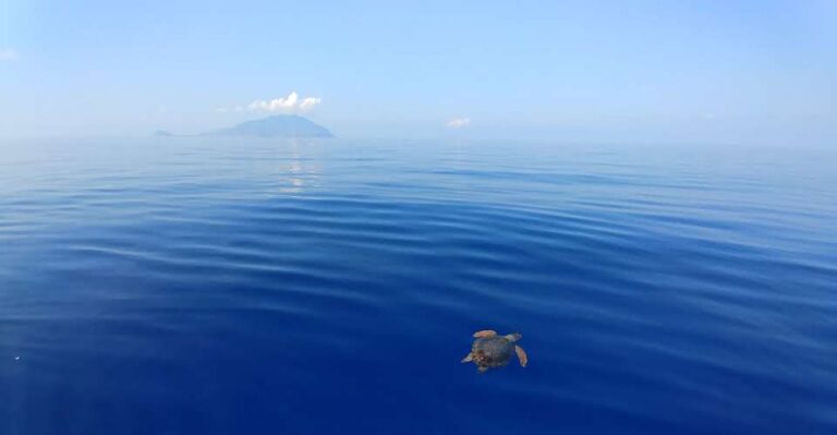 Progetto Life Oasis: proteggere le tartarughe marine dalla “pesca fantasma” Progetto LIFE OASIS tartarughe marine pesca fantasma