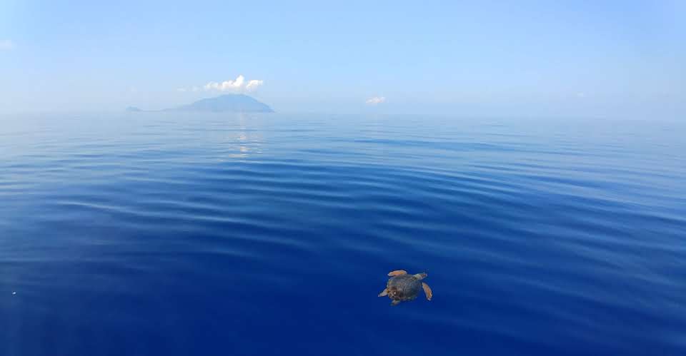 Progetto Life Oasis: proteggere le tartarughe marine dalla “pesca fantasma” Progetto LIFE OASIS tartarughe marine pesca fantasma