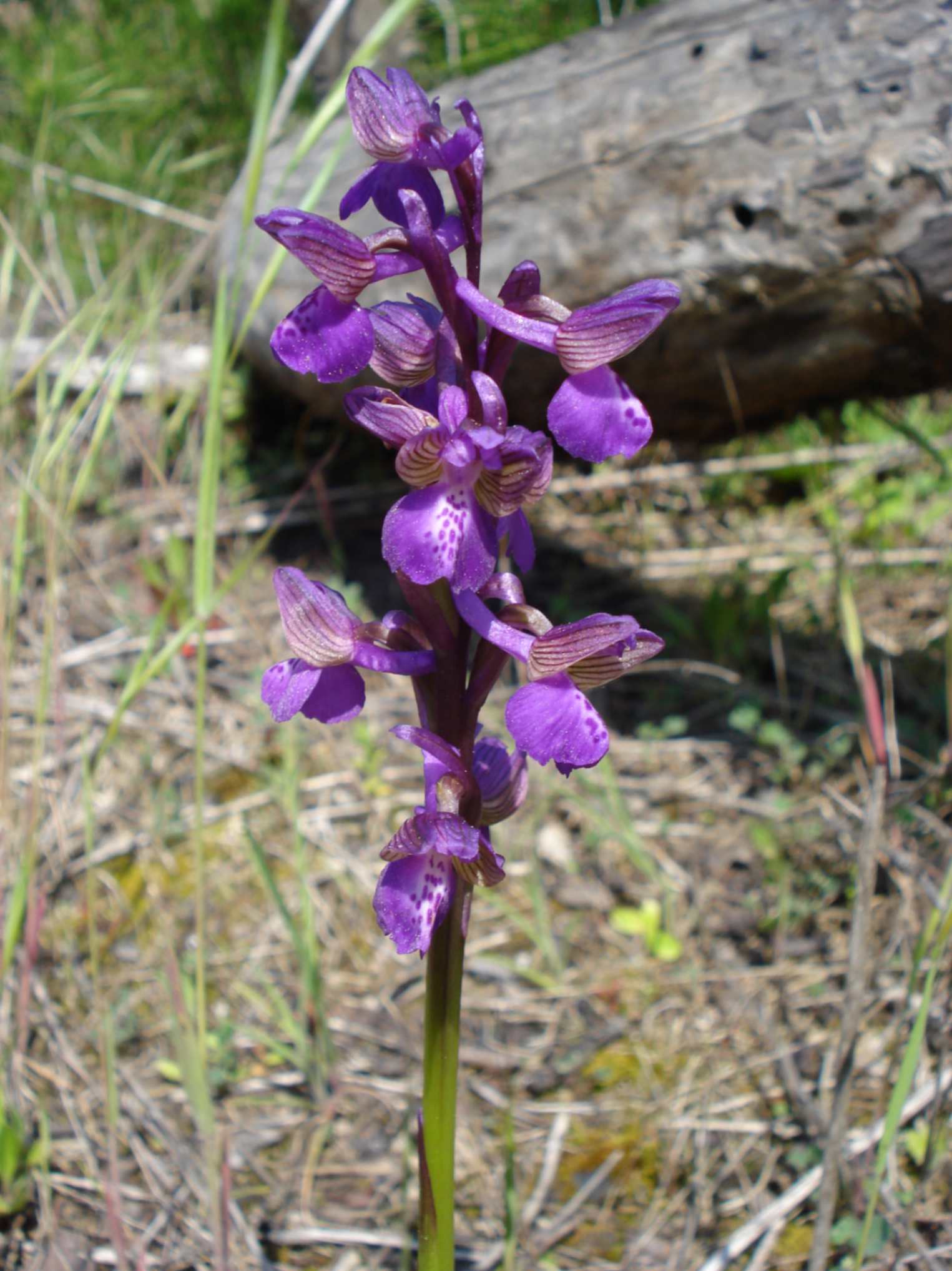 Anacamptis morio, fotografata presso Calambrone