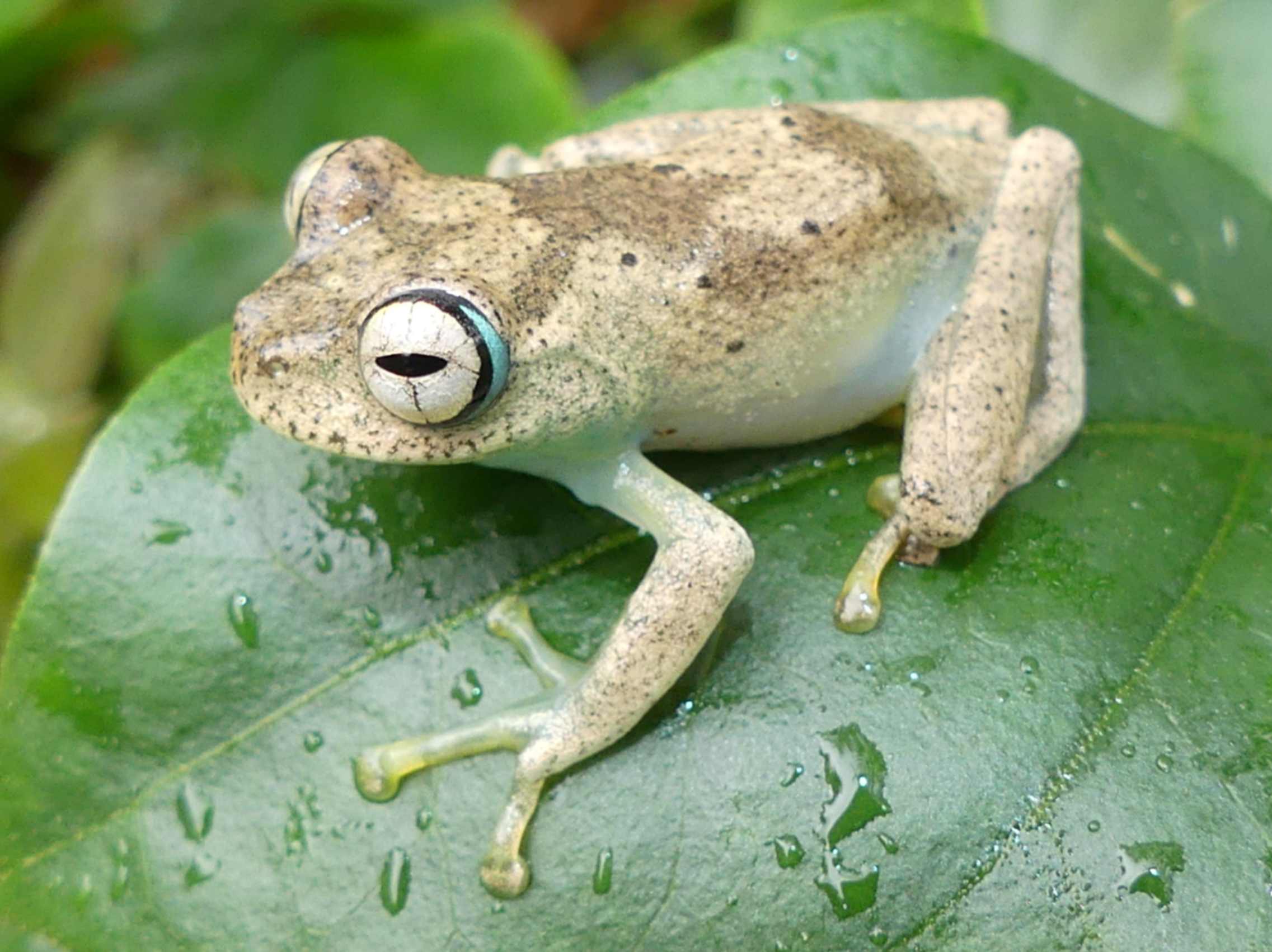 Boophis blommersae Betampona