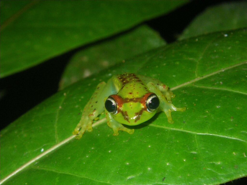 finanziamenti biodiversità animale vegetale Boophis bottae Betampona