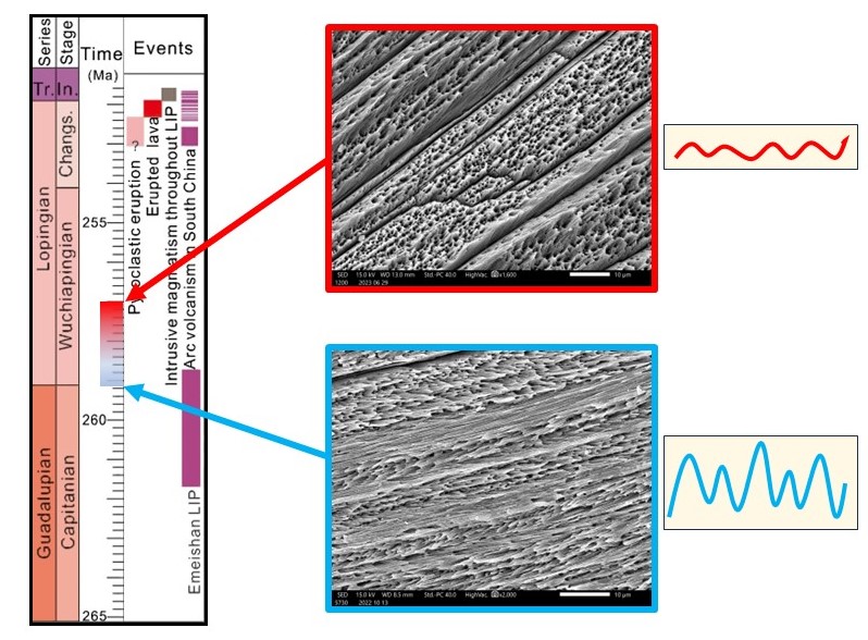 Microstrutture di conchiglie di brachiopode ben preservate che hanno registrato momenti freddi (blu, caratterizzati da alta oscillazione nei valori isotopici e quindi grande variazione stagionale di temperature) e momenti caldi (rosso, caratterizzati da bassa oscillazione nei valori isotopici e quindi minima variazione stagionale di temperature)