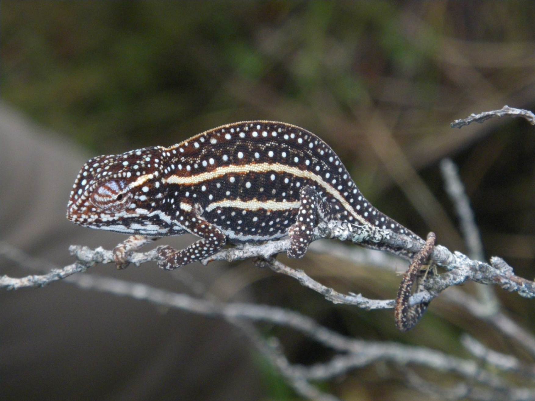 Furcifer campani Ankaratra