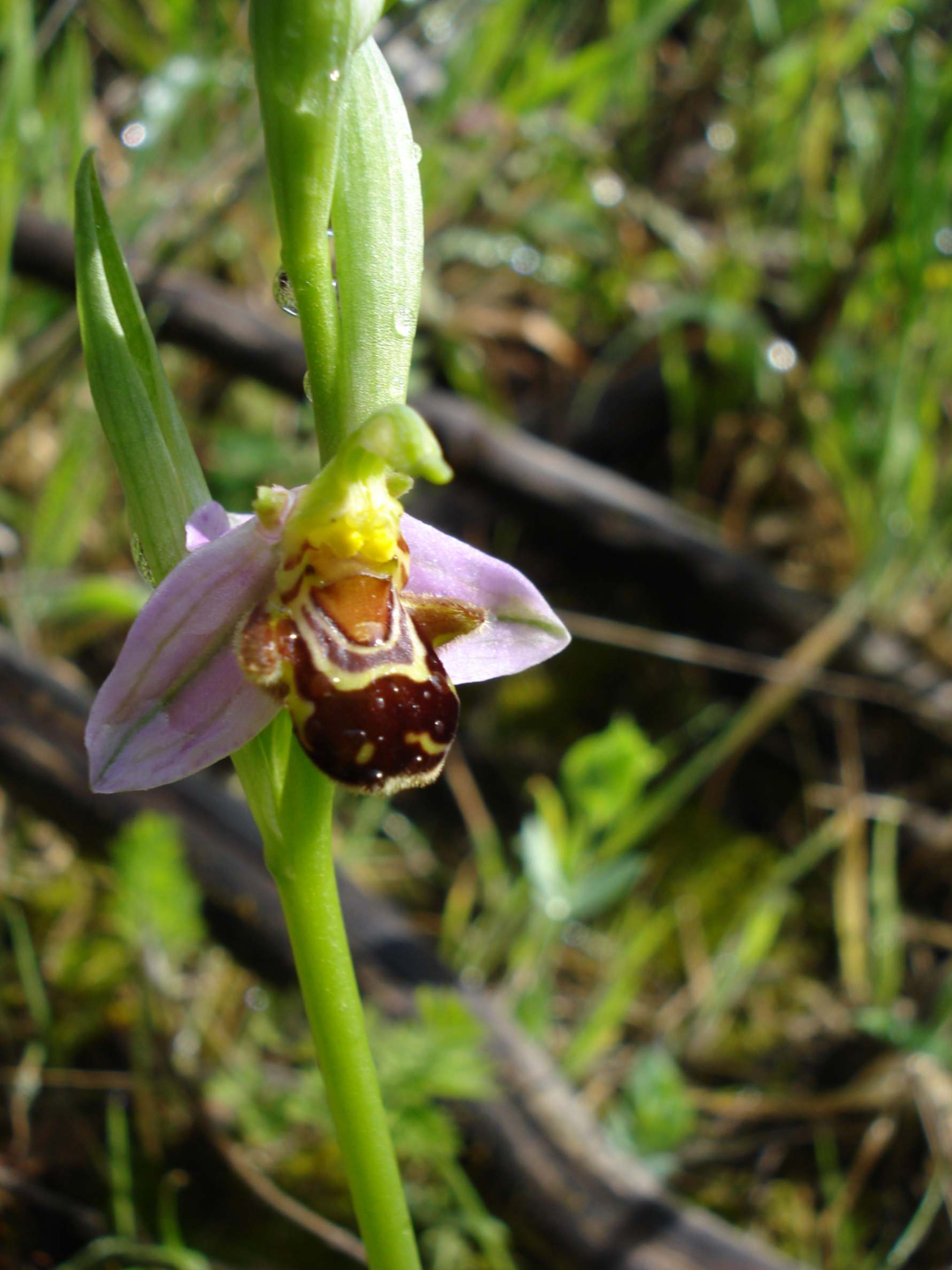 Ophrys apifera, fotografata presso Calambrone