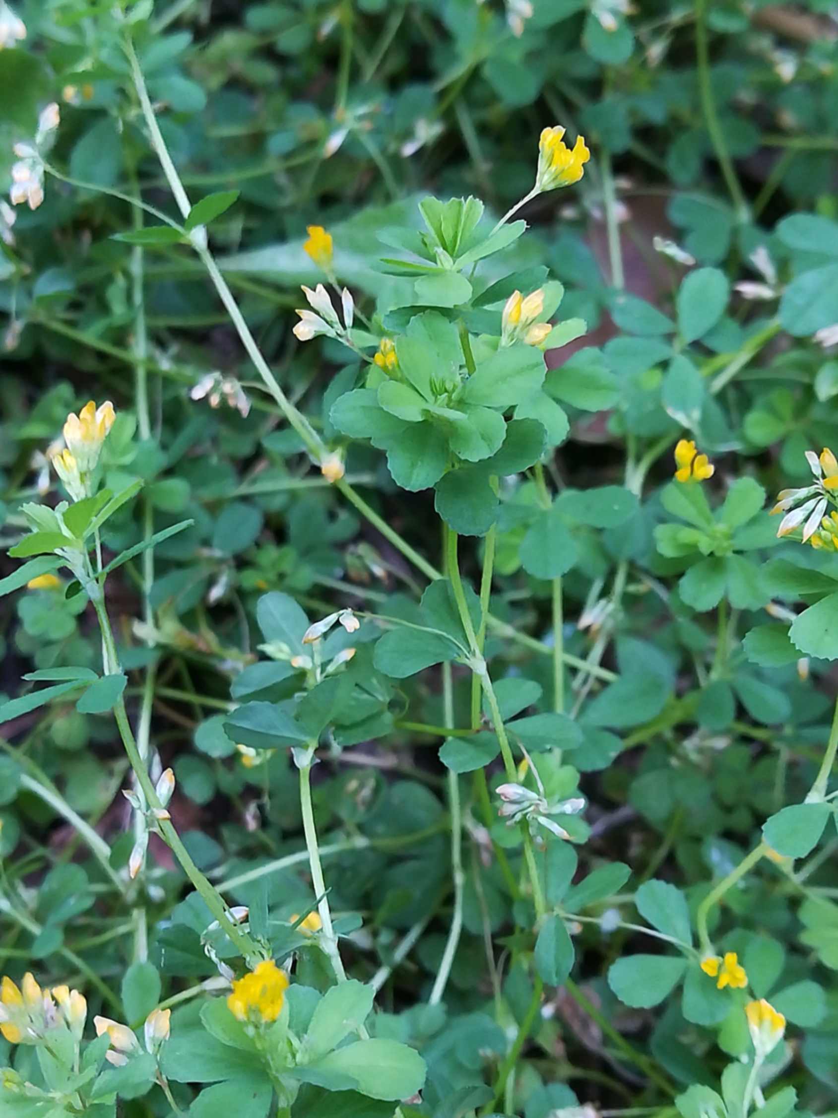 Trifolium micranthum, fotografato presso Coltano