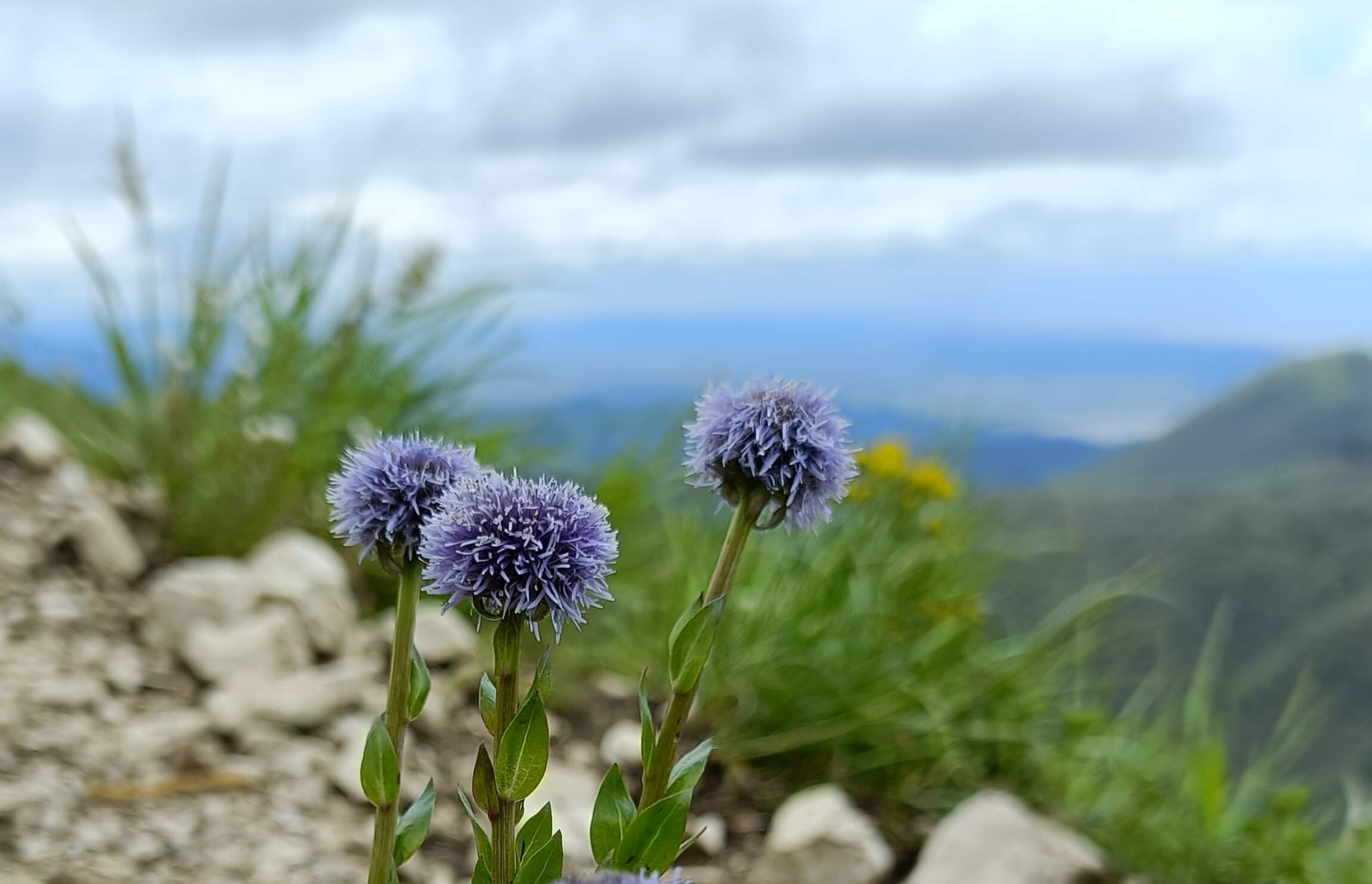 Globularia bisnagarica