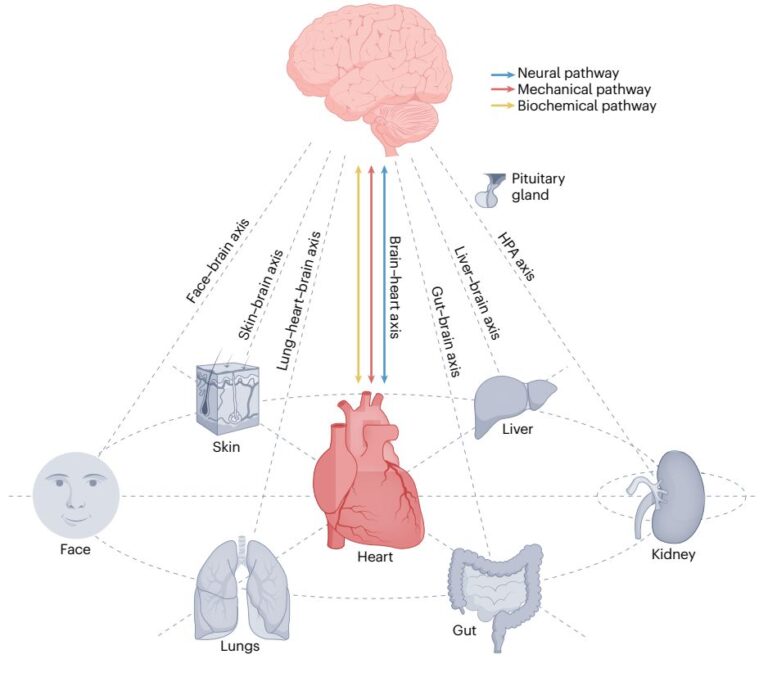 Un’immagine scientifica dello studio sulla connessione cuore-cervello, pubblicato sulla rivista Nature Reviews Cardiology