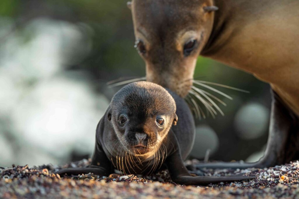Leoni marini delle Galapagos – Una nuova casa per Leo Foto di Elliede Cent. ©2025 Disney Enterprises, Inc. Tutti i diritti riservati