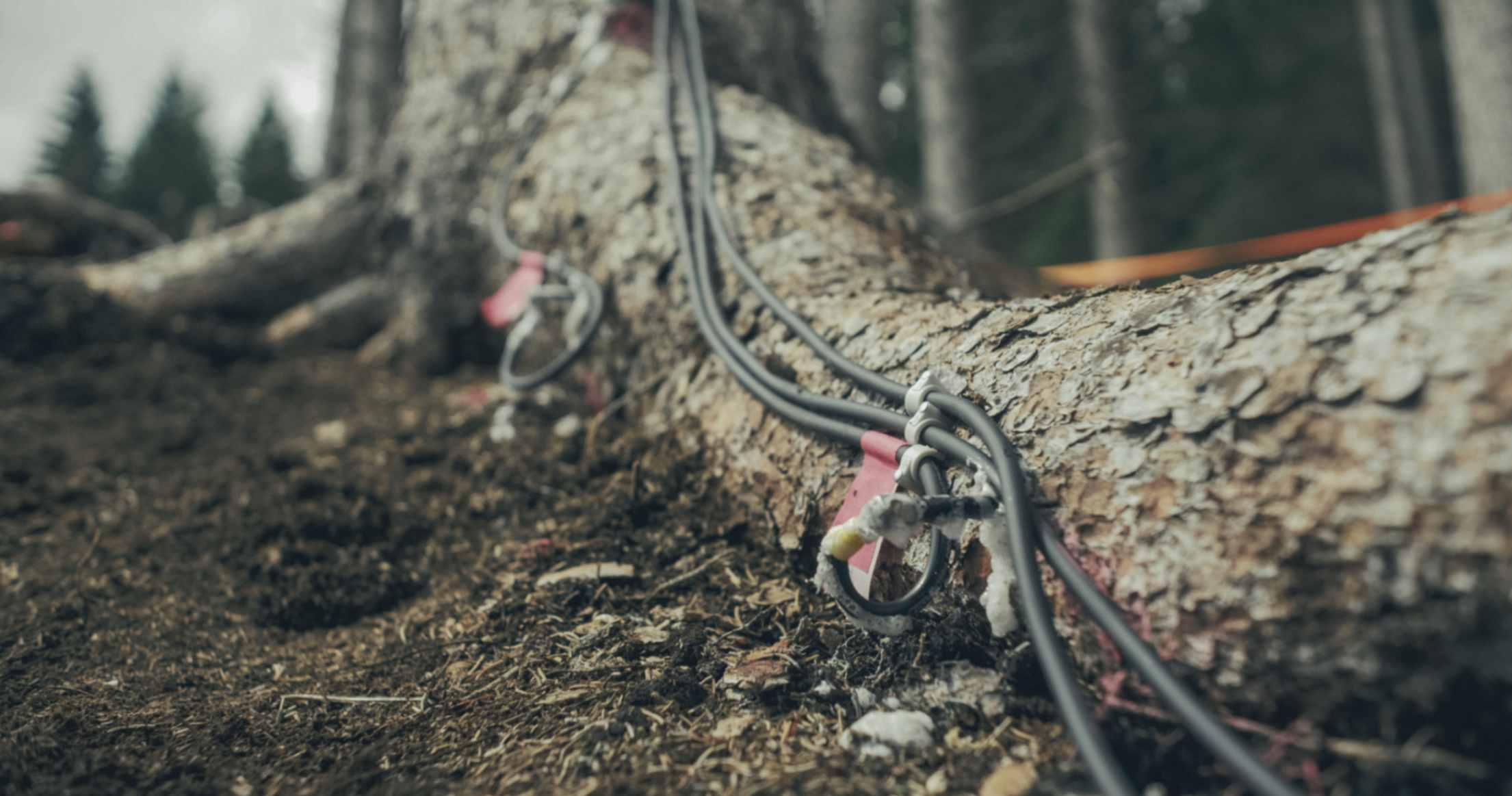IL CODICE DEL BOSCO