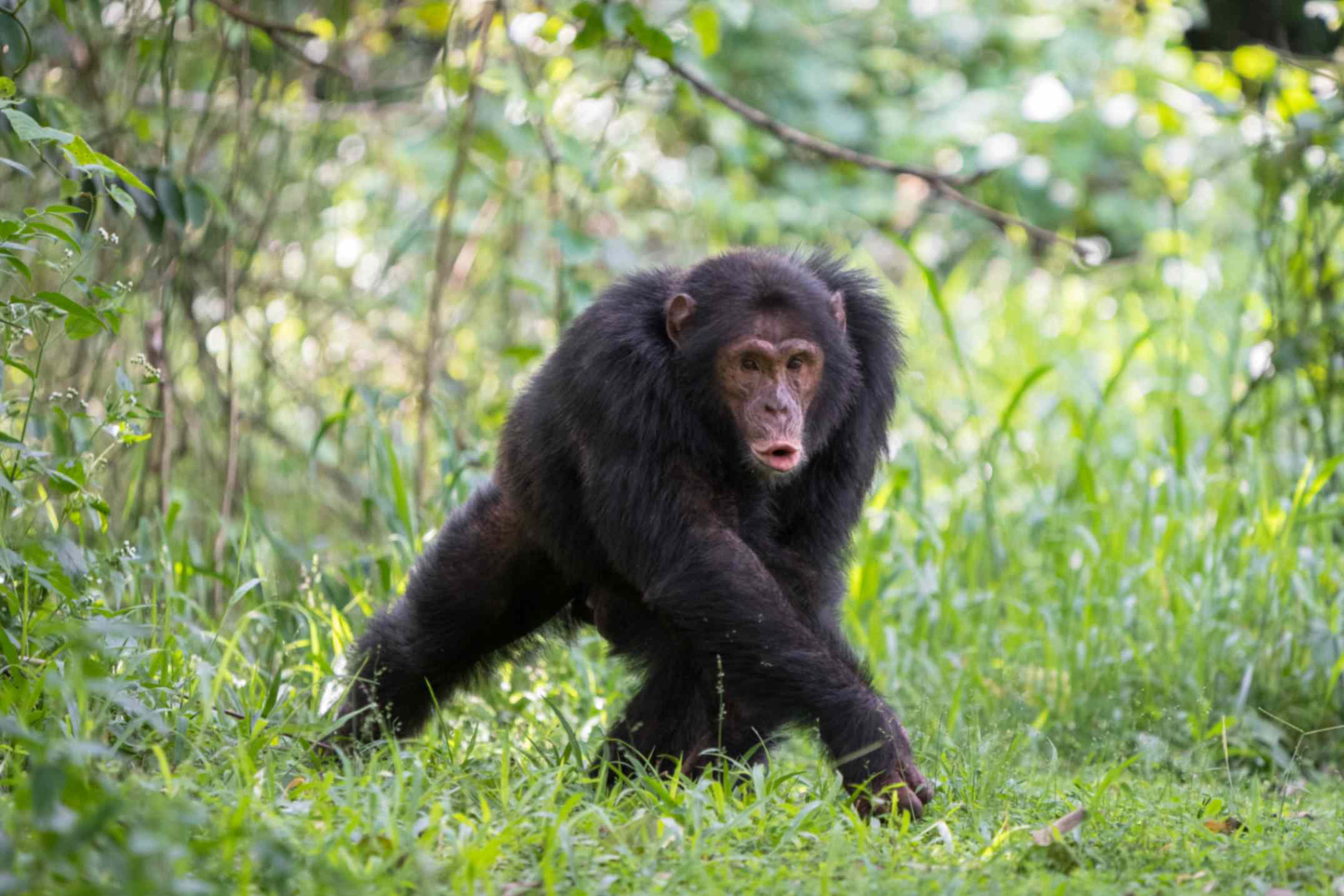 Maschio adulto di scimpanzé orientale della comunità di Sonso, nella foresta di Budongo (Uganda), che emette un richiamo di pant-hoot. Copyright Adrian Soldati