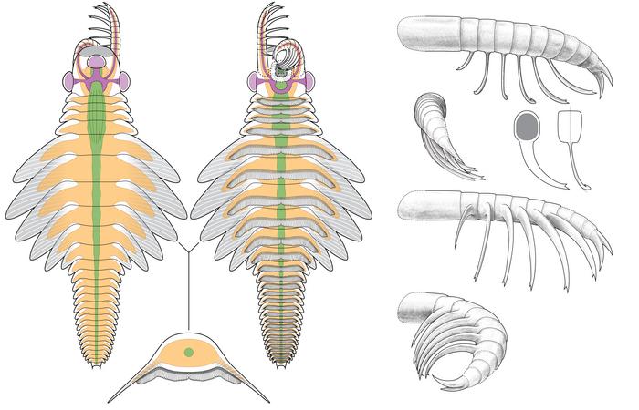 Anatomical diagram of Mosura fentoni, showing preserved details of the nervous system in purple, the digestive system in green, and the circulatory system in orange. Art by Danielle Dufault © ROM