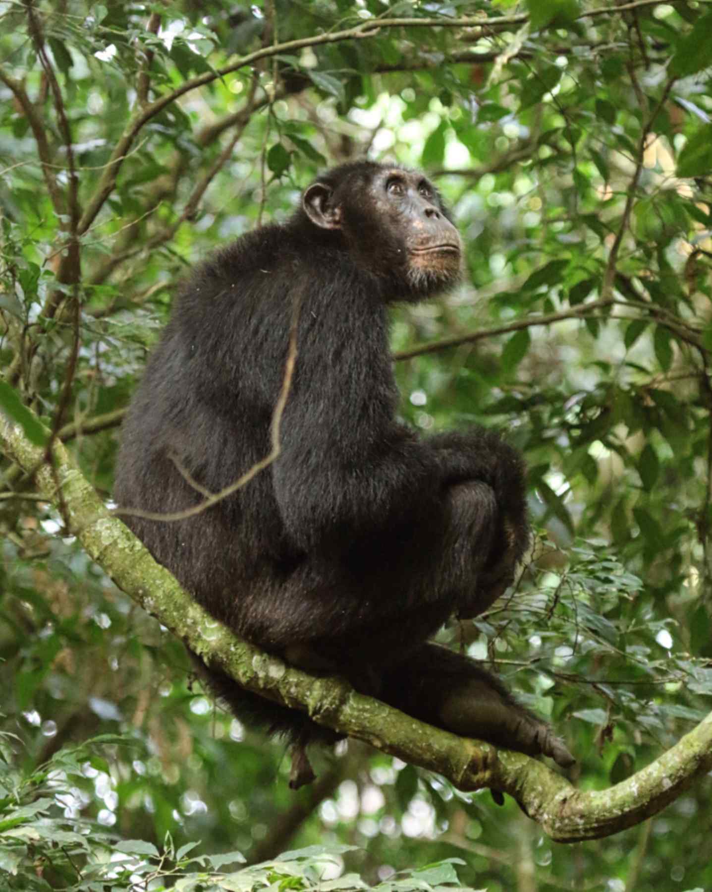 Scimpanzé orientale maschio adulto della comunità di Waibira nella foresta di Budongo (Uganda). Copyright Catherine Hobaiter
