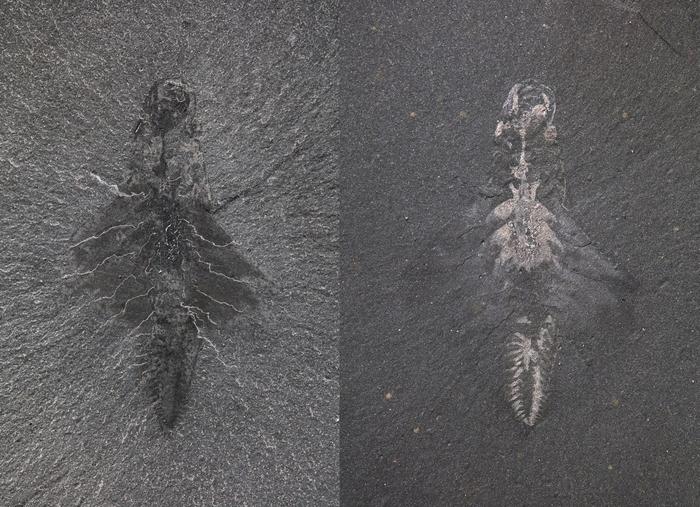 Fossil specimen of Mosura fentoni, ROMIP 66108 from the Raymond Quarry site, photographed under different lighting conditions. The overall shape of the body is best shown in the image at left, while the image on the right shows reflective traces of the gut, circulatory system, eyes, and nervous system. Photos by Jean-Bernard Caron © ROM