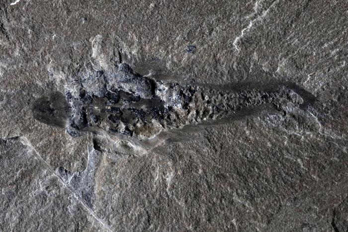 Fossil specimen of Mosura fentoni, ROMIP 67520 from the Marble Canyon area. The head is at the left and the dark, three-dimensional bulges represent minerals replacing the gills and circulatory lacunae. Photo by Jean-Bernard Caron © ROM