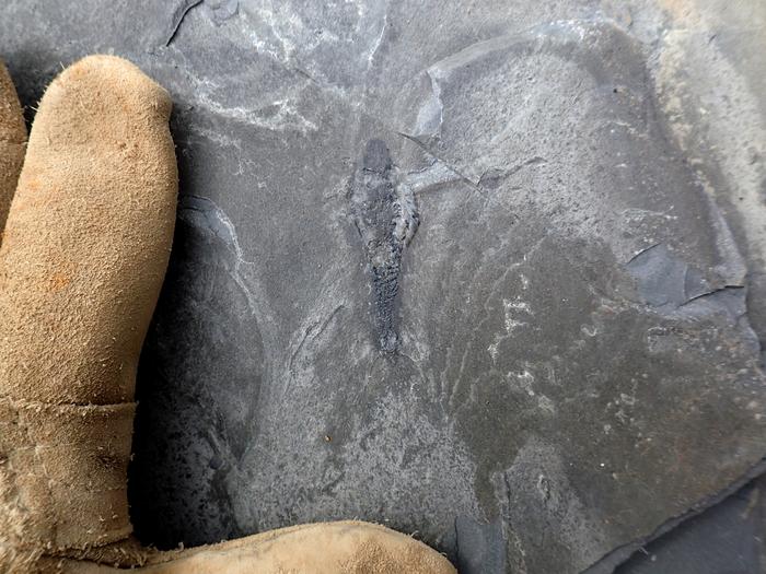 Dr. Joe Moysiuk disocvering a specimen of Mosura fentoni at the Burgess Shale, Marble Canyon area in 2022. Photo Credits: © Joe Moysiuk