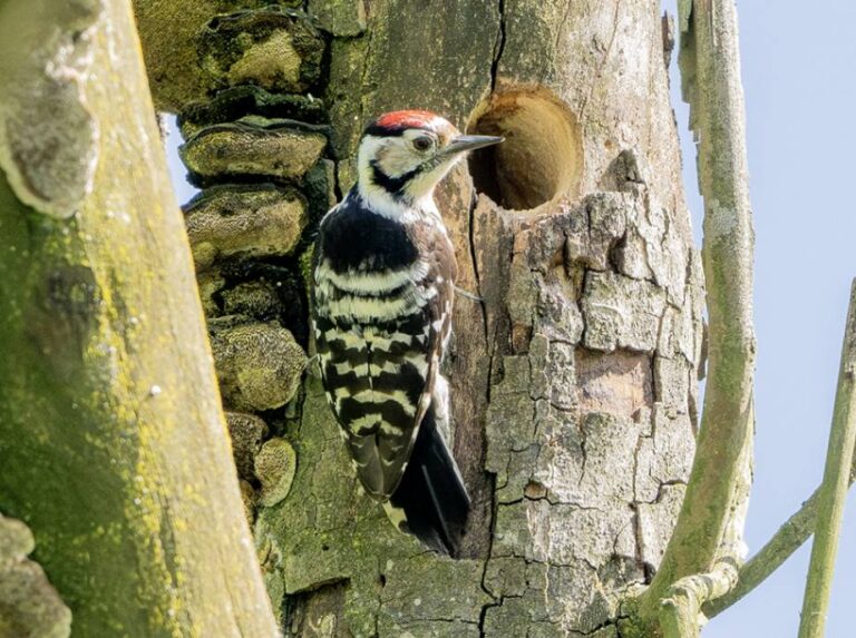 Come gli uccelli si adattano all’urbanizzazione uccelli urbanizzazione un picchio rosso minore. Foto di Carlo Caimi, CC0