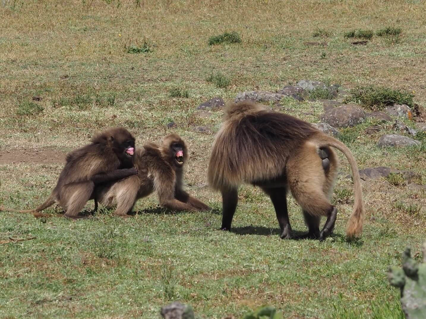 scimmie gelada ascoltando
