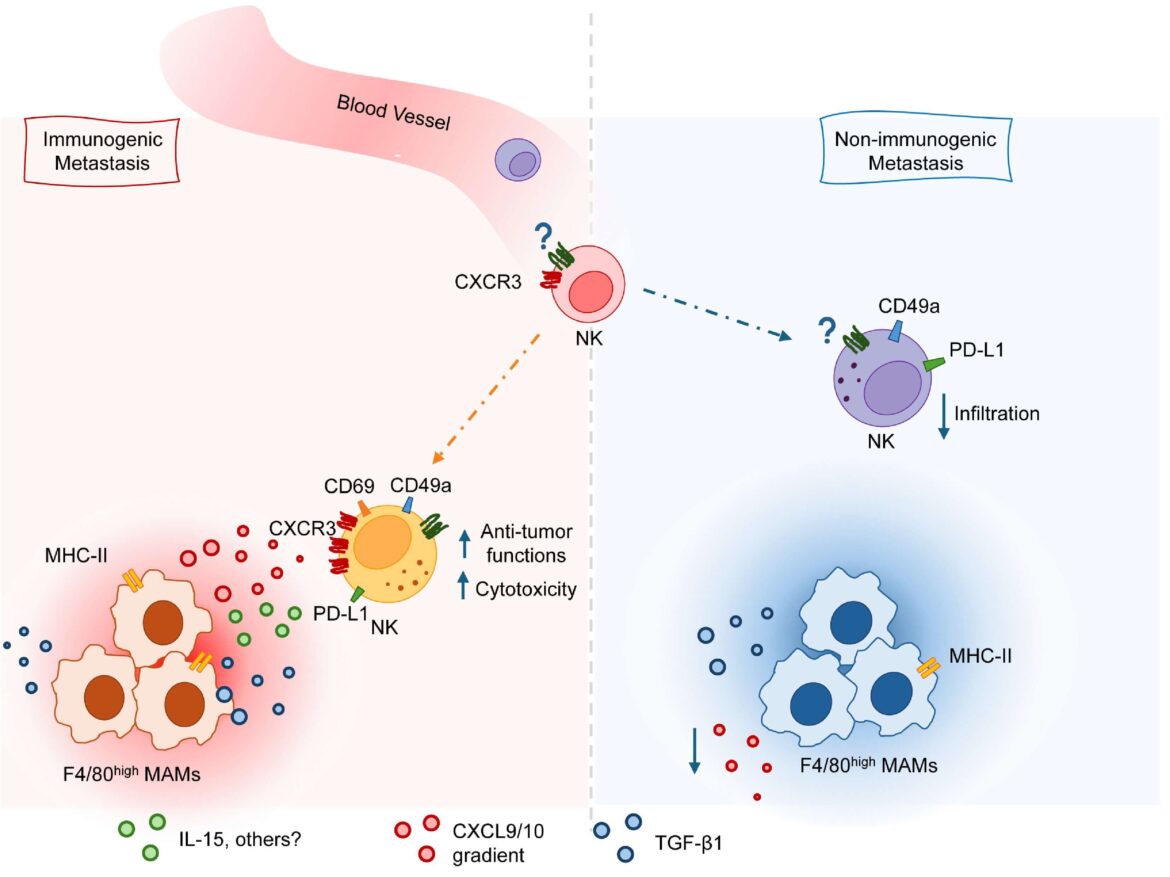 Come CXCR3 rende possibile l’attivazione delle proteine e delle cellule NK nelle metastasi metastasi nel cancro del colon-retto: alleanza tra macrofagi e cellule natural killer