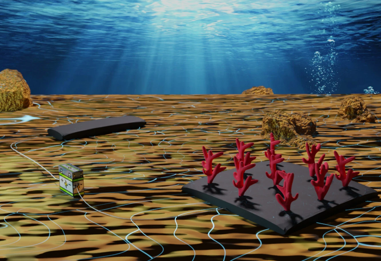 Schema di un setup per la tecnologia di accrescimento minerale (MAT, Mineral Accretion Technology) dove gli elettrodi sono realizzati con biopasta conduttiva e i frammenti di corallo sono ancorati al catodo, da cui passa la corrente elettrica, tramite la stessa biopasta.