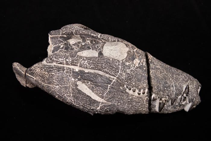 Kostensuchus atrox – skull already prepared, freed from the rock. José Brusco, CC-BY 4.0