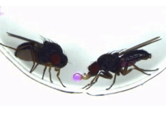 Drosophila subobscura males regurgitate food and offer it as a gift to females during courtship. Picture Credits: Tanaka et al., 2025, CC BY