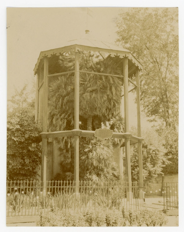 la Palma di Goethe nel 1906