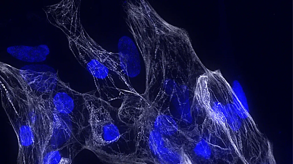 Immagine rappresentativa di cardiomiociti umani derivati da cellule staminali pluripotenti