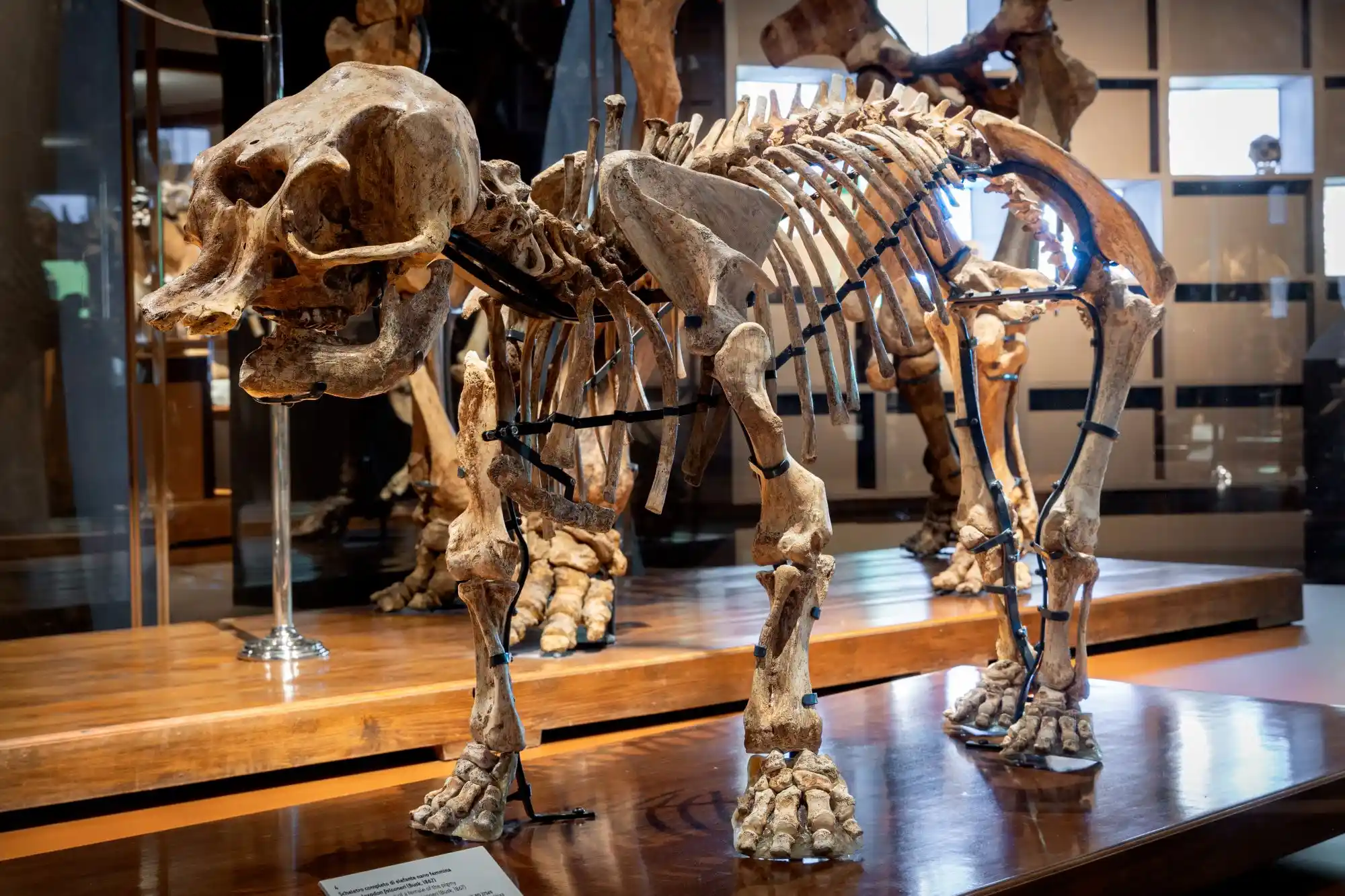 Palaeoloxodon falconeri al Museo della Natura e dell’Uomo (MNU)