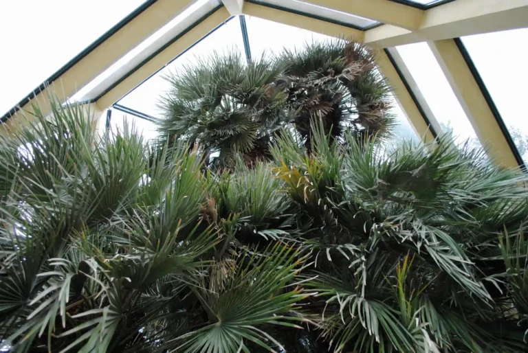 Palma di Goethe: sequenziato il genoma della palma nana dell’Orto Botanico dell’Università di Padova la Palma di Goethe oggi