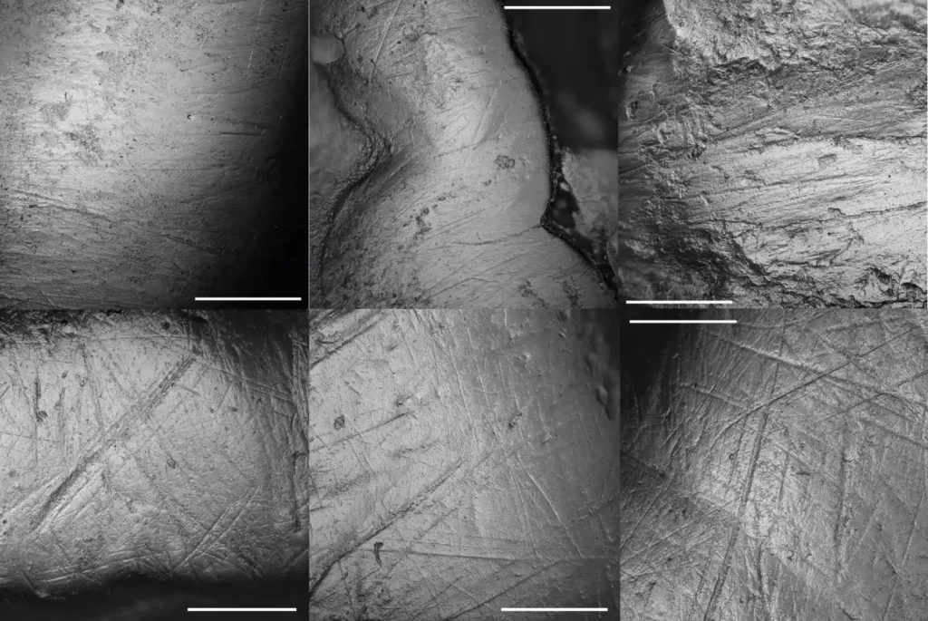 Strie di microusura in tre denti di Palaeoloxodon falconeri sopra e tre di Palaeoloxodon mnaidriensis sotto.