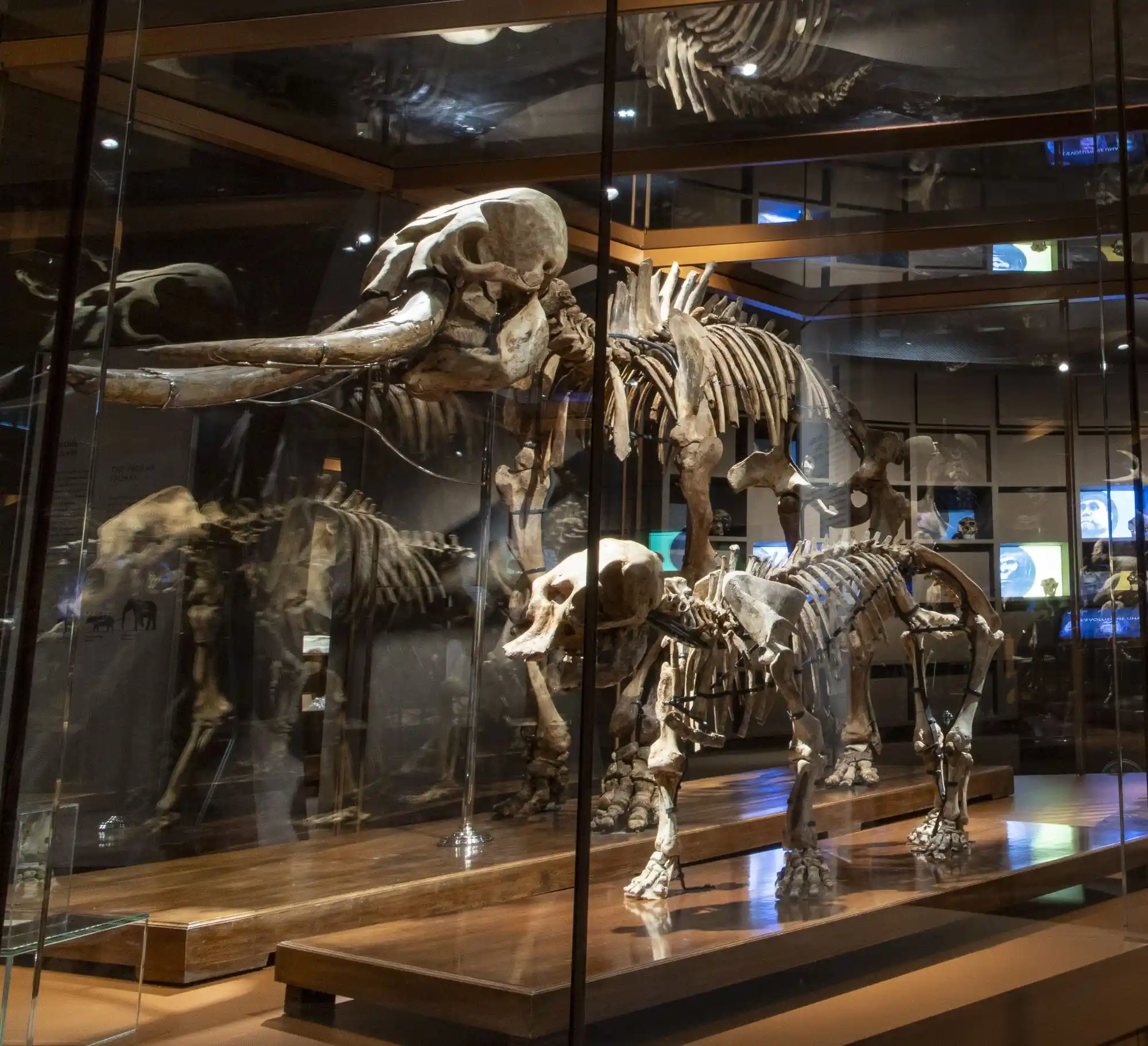 la vetrina degli elefanti nani al Museo della Natura e dell’Uomo (MNU)