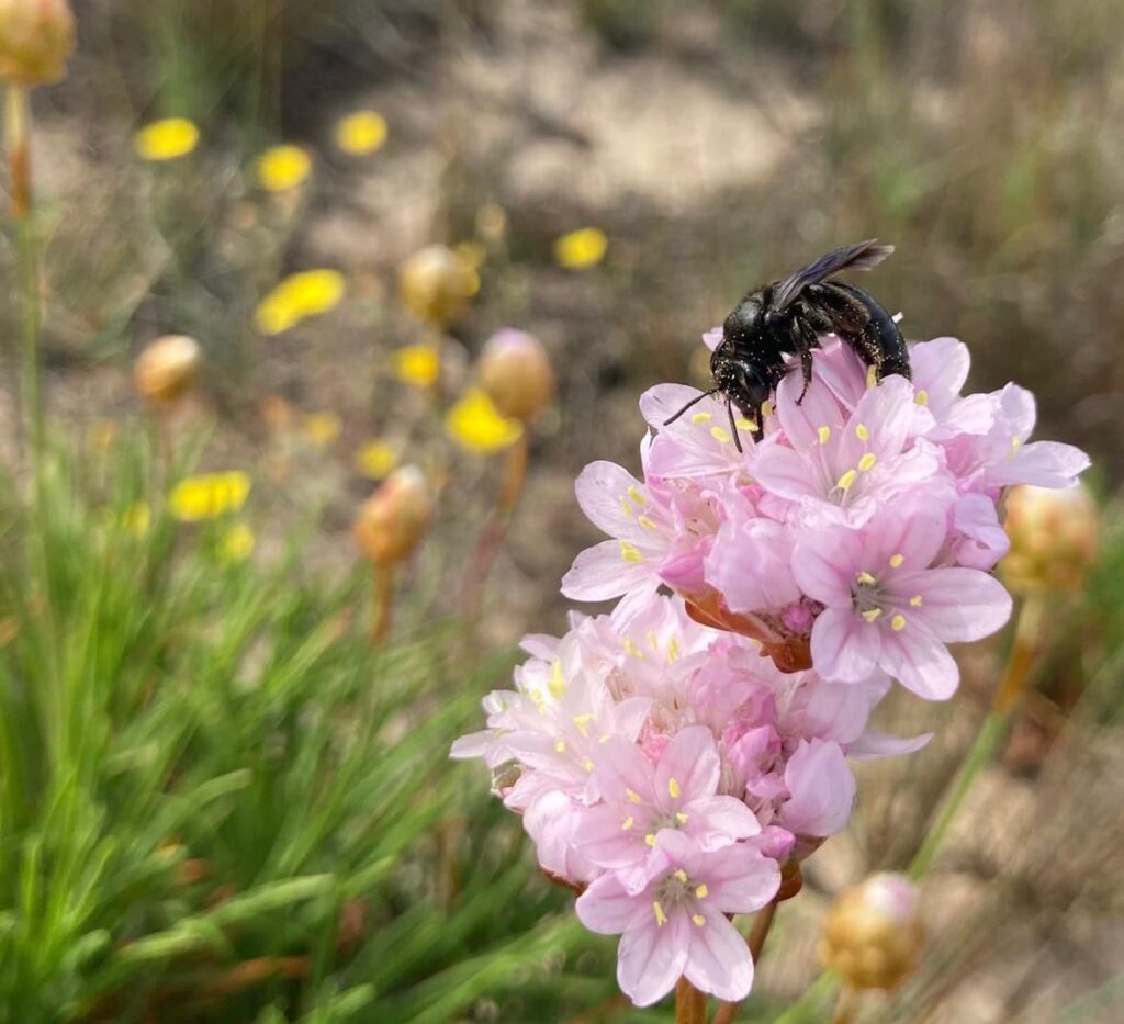 Andrena culucciae